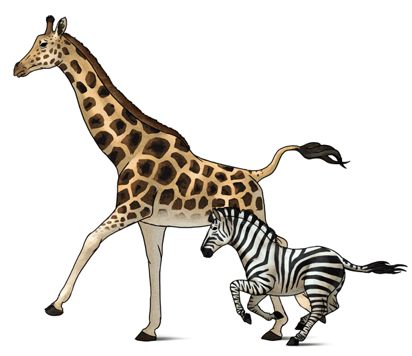 Zebra and giraffe